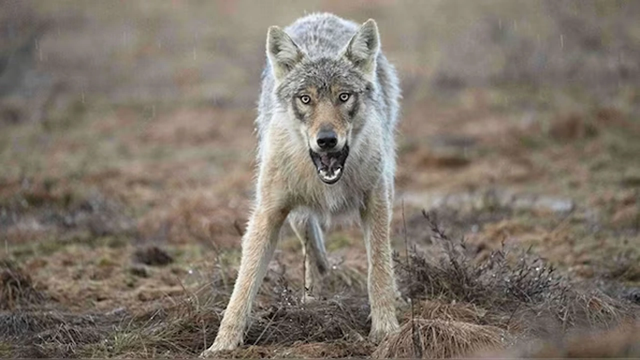 Unveiling the Mysteries: 7 Fascinating Facts About the Endangered Wolves of India